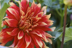 orange dahlia